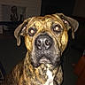 dog, brindle, pet, animal, indoor, close_up, face, flash, eyes, white_patch, curious, expression, furniture, fireplace, decor, lights, carpet, brown, ears, nose