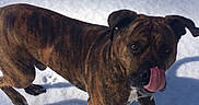 Billy is registered to the contest to win money with this photo: dog, brindle, snow, outdoor, animal, pet, tongue, licking, winter, sunlight, shadow, canine, fur, ears, walking, curious, playful, daylight, nature, cold