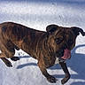dog, brindle, snow, outdoor, animal, pet, tongue, licking, winter, sunlight, shadow, canine, fur, ears, walking, curious, playful, daylight, nature, cold