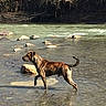 Billy is registered to the contest to win money with this photo: dog, water, river, rocks, outdoor, nature, brindle, canine, animal, shallow_water, trees, daylight, wading, muddy_bank, forest, pet, walking, sunlight, scenic, wildlife