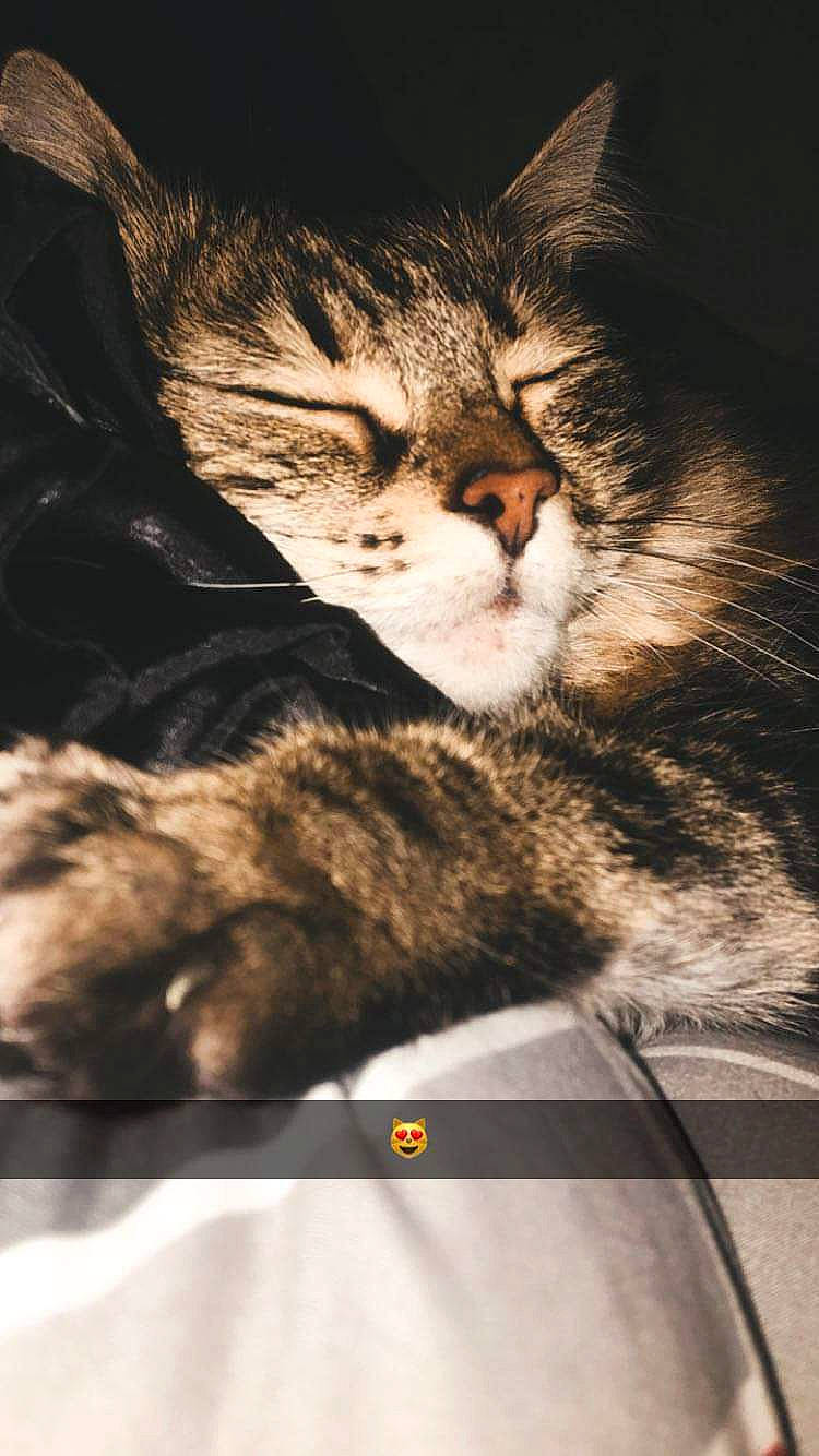 Mouinette a rejoint le concours — aidez-le/la à gagner de superbes lots ! carnivore, cat, claw, comfort, darkness, domestic_short_haired_cat, felidae, fur, nap, night, paw, photo_caption, sleep, small_to_medium_sized_cats, snout, tail, whiskers, wildlife, wood