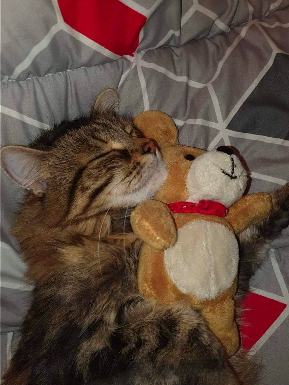 Mouinette participe au concours pour gagner de l'argent avec cette photo : carnivore, cat, claw, comfort, domestic_short_haired_cat, fawn, felidae, foot, fur, gesture, lap, leg, linens, paw, small_to_medium_sized_cats, snout, tail, textile, toy, whiskers