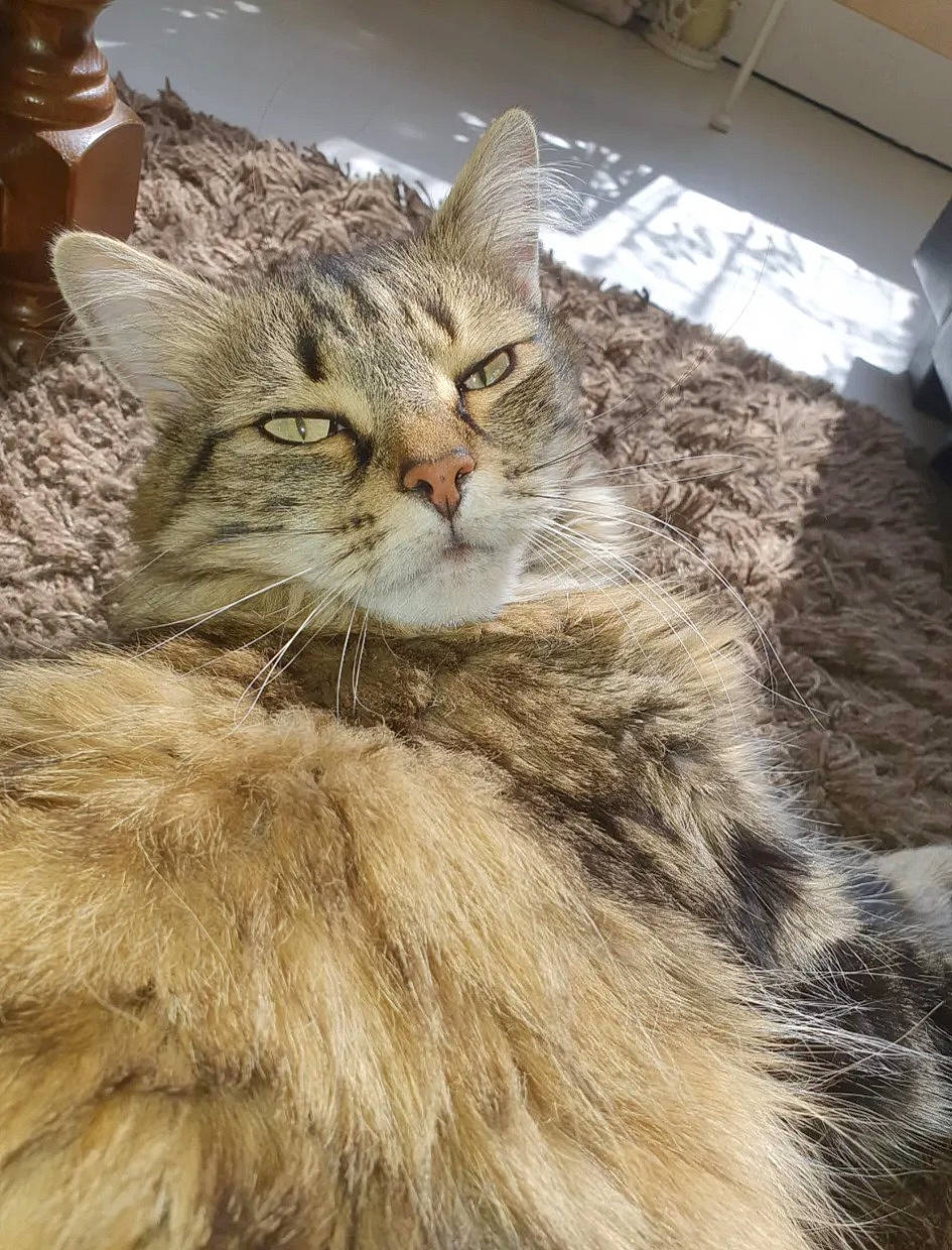 Mouinette a rejoint le concours — aidez-le/la à gagner de superbes lots ! carnivore, cat, claw, felidae, fur, maine_coon, paw, plant, small_to_medium_sized_cats, snout, terrestrial_animal, whiskers