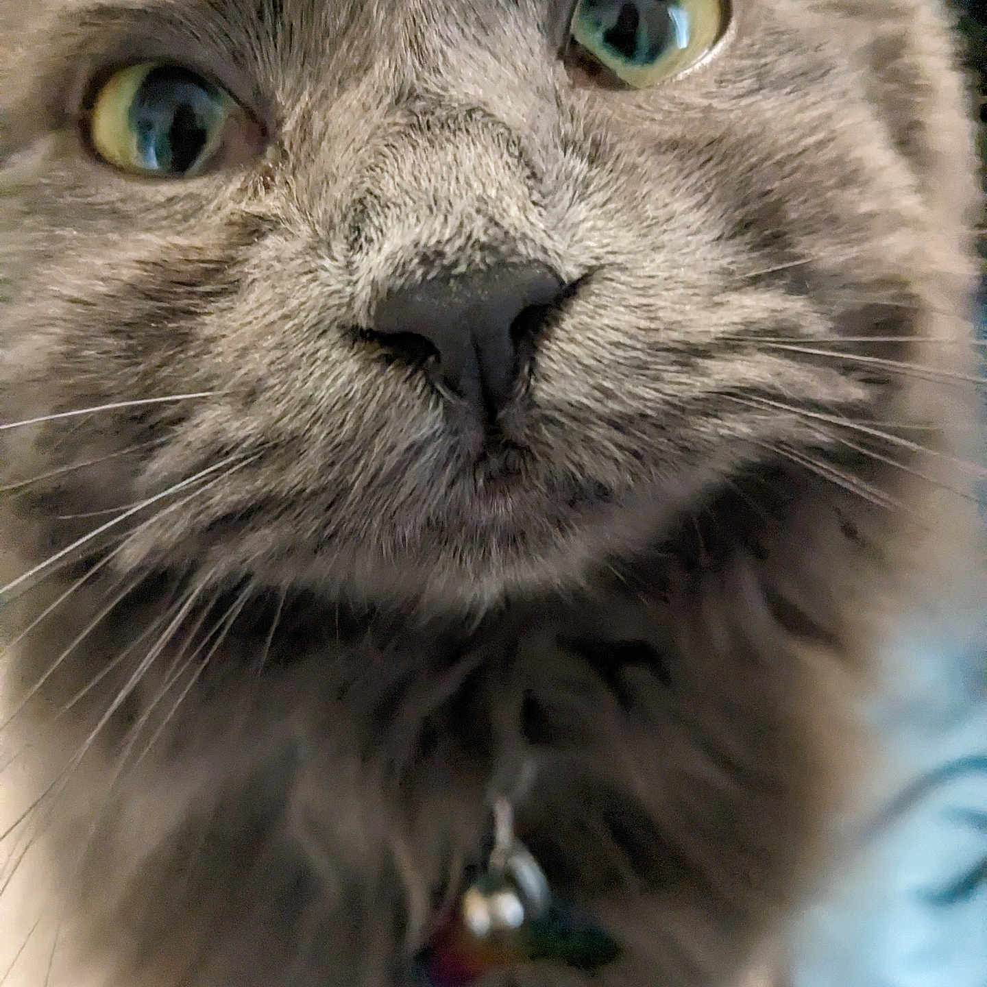 Yeti joined the competition — help win amazing prizes! abyssinian, accessories, angora, animal, blackcat, bodypart, brasssection, cat, collar, diamond, gemstone, horn, jewelry, kitten, manx, mouth, person, pet, siamese, snout