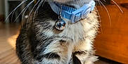 Blaze is registered to the contest to win money with this photo: animal, bell, blue_collar, cat, closeup, curious, cute, domestic, ears, feline, fur, indoor, kitten, paw, pet, small, tabby, whiskers, wooden_floor, young
