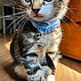 Blaze is registered to the contest to win money with this photo: kitten, cat, tabby, blue_collar, bell, pet, indoor, wooden_floor, closeup, whiskers, feline, young, cute, curious, animal, small, fur, ears, paw, domestic