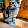 Blaze is registered to the contest to win money with this photo: kitten, cat, tabby, blue_eyes, collar, bell, wooden_floor, sunlight, indoor, pet, animal, cute, small, fur, whiskers, ears, sitting, young, domestic_cat, adorable