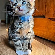Blaze is registered to the contest to win money with this photo: kitten, cat, tabby, blue_eyes, collar, bell, indoor, wooden_floor, wooden_cabinet, sunlight, pet, animal, cute, small, feline, whiskers, sitting, curious, young, furry