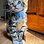 kitten, cat, tabby, blue_eyes, collar, bell, indoor, wooden_floor, wooden_cabinet, sunlight, pet, animal, cute, small, feline, whiskers, sitting, curious, young, furry