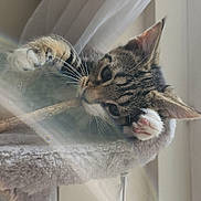 Blaze is registered to the contest to win money with this photo: animal, cat, cat_tree, curious, cute, feline, indoor, kitten, lens_flare, paw, pet, playing, resting, soft, stick, sunlight, tabby, whiskers, window, young_animal