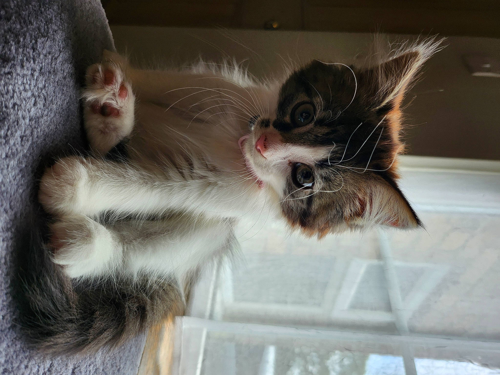 Buffy joined the competition — help win amazing prizes! carnivore, cat, cat_toy, claw, domestic_short_haired_cat, eye, fawn, felidae, foot, fur, mammal, paw, photo_caption, small_to_medium_sized_cats, snout, tail, terrestrial_animal, vertebrate, whiskers, window