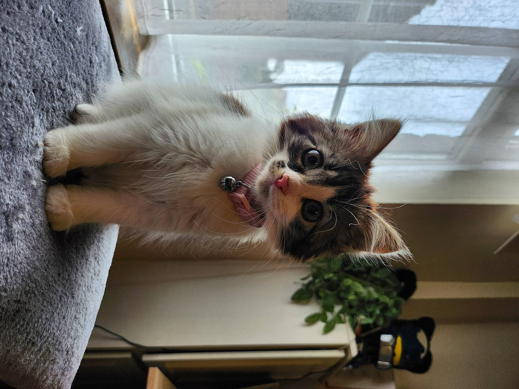 Buffy is registered to the contest to win money with this photo: carnivore, cat, claw, domestic_short_haired_cat, felidae, fur, paw, plant, small_to_medium_sized_cats, tail, whiskers