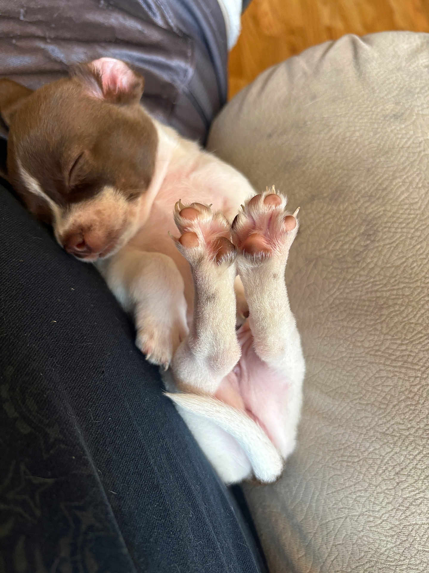Cinnamon