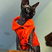 Binx is registered to the contest to win money with this photo: cat, close_up, clothing, curiosity, furniture, green_eyes, hairless, indoor, large_ears, legs, modeling, orange_jacket, perched, pet, portrait, shallow_depth_of_field, soft_background, sphynx_cat, stylish, tail