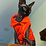 cat, close_up, clothing, curiosity, furniture, green_eyes, hairless, indoor, large_ears, legs, modeling, orange_jacket, perched, pet, portrait, shallow_depth_of_field, soft_background, sphynx_cat, stylish, tail