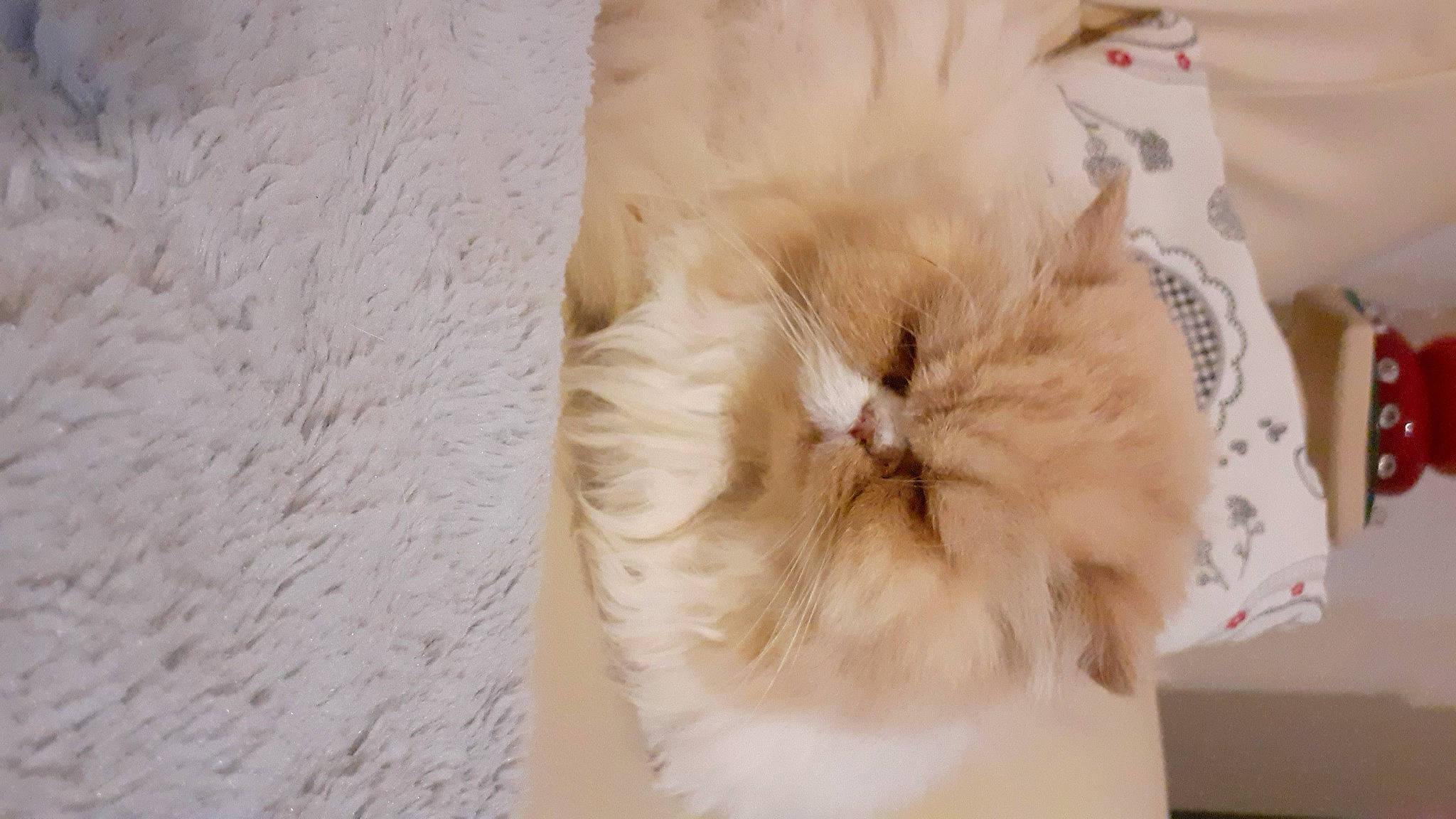 Harris a rejoint le concours — aidez-le/la à gagner de superbes lots ! bag, carnivore, cat, companion_dog, fashion_accessory, fawn, felidae, fur, hardwood, peach, small_to_medium_sized_cats, tail, whiskers, wood