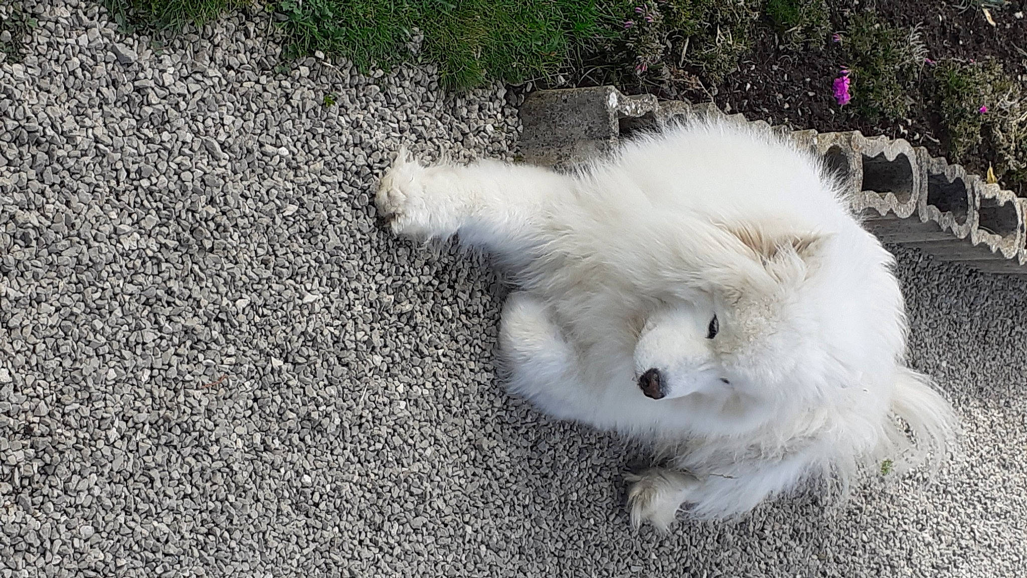 Lumy participe au concours pour gagner de l'argent avec cette photo : american_eskimo_dog, asphalt, canidae, carnivore, companion_dog, dog, dog_breed, fur, german_spitz, german_spitz_klein, german_spitz_mittel, grass, japanese_spitz, road_surface, spitz, sporting_group, tail, volpino_italiano, whiskers, working_animal