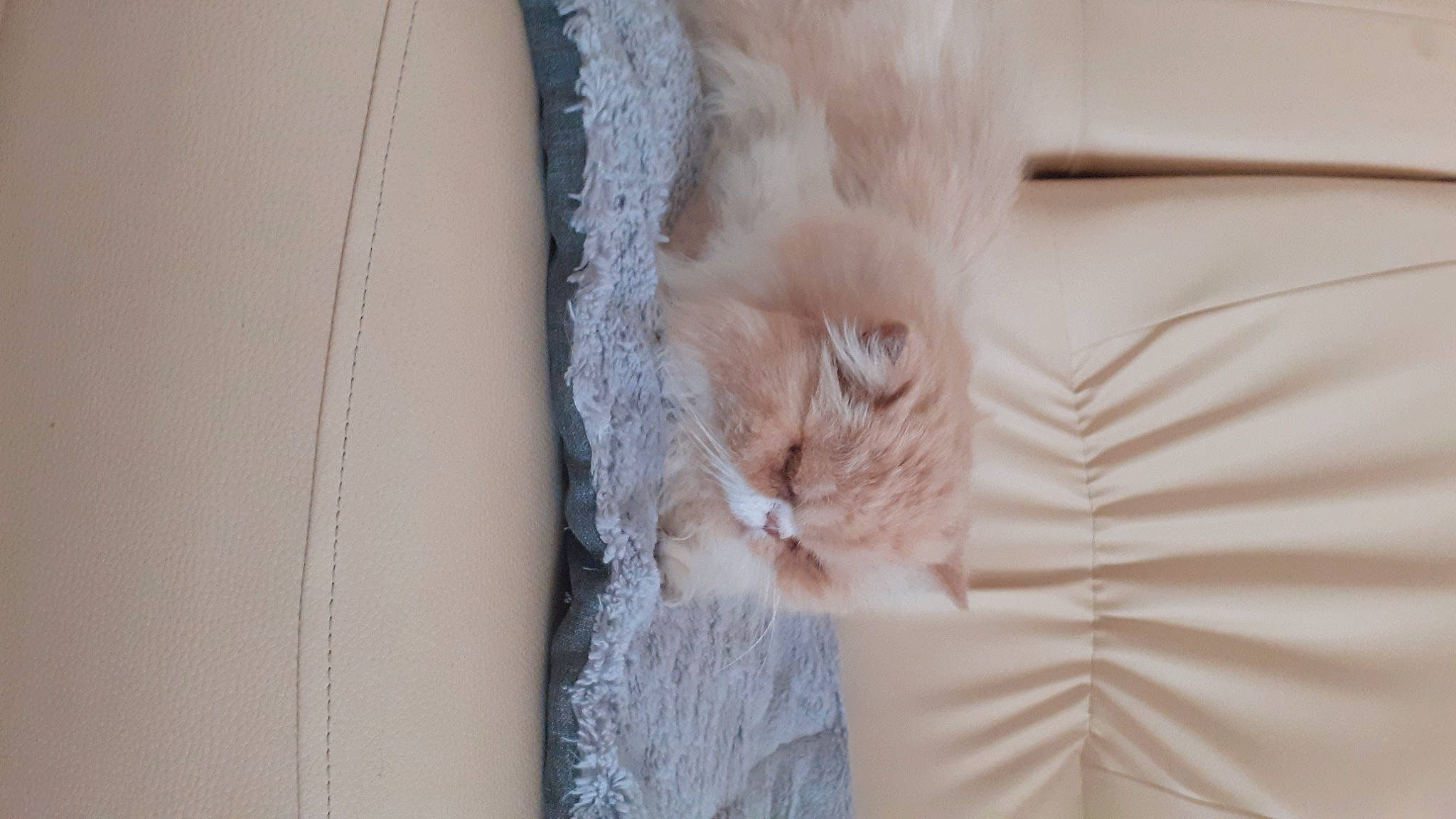 Harris participe au concours pour gagner de l'argent avec cette photo : carnivore, cat, curtain, domestic_short_haired_cat, door, fawn, felidae, fur, grey, hardwood, linens, pattern, room, small_to_medium_sized_cats, tail, whiskers, window, window_treatment, wood, wool