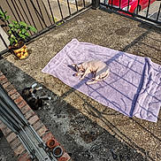 Neciey joined the competition — help win amazing prizes! balcony, beige_car, black_and_white_cat, car, cat, concrete_floor, hairless_cat, metal_railing, outdoor, pets, plant, potted_plant, red_car, relaxing, resting, shadow, sphynx_cat, sunlight, towel, urban