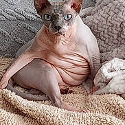 Neciey joined the competition — help win amazing prizes! sphynx_cat, hairless_cat, cat, pet, blue_eyes, wrinkled_skin, indoor, blanket, cozy, relaxed, feline, animal, portrait, cute, texture, soft_lighting, looking_at_camera, sitting, plush, home