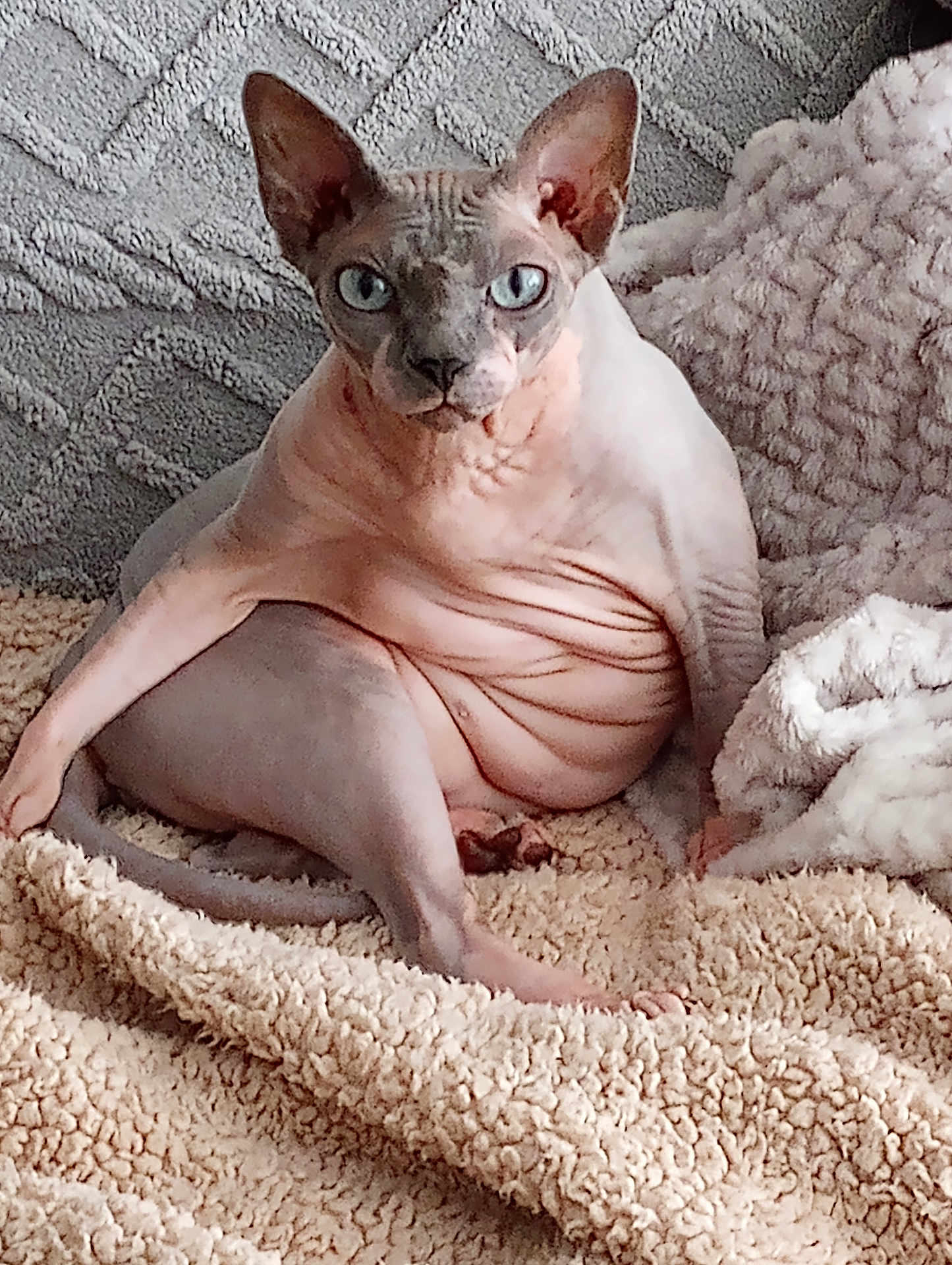 Neciey joined the competition — help win amazing prizes! sphynx_cat, hairless_cat, cat, pet, blue_eyes, wrinkled_skin, indoor, blanket, cozy, relaxed, feline, animal, portrait, cute, texture, soft_lighting, looking_at_camera, sitting, plush, home