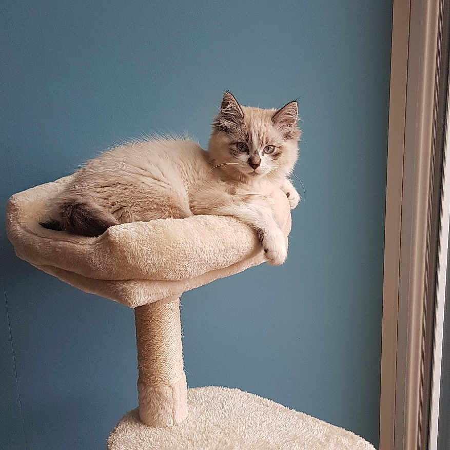Smoot participe au concours pour gagner de l'argent avec cette photo : abyssinian, angora, animal, armchair, cat, chair, egyptiancat, furniture, hardwood, homedecor, indoors, kitten, manx, pet, siamese, wood