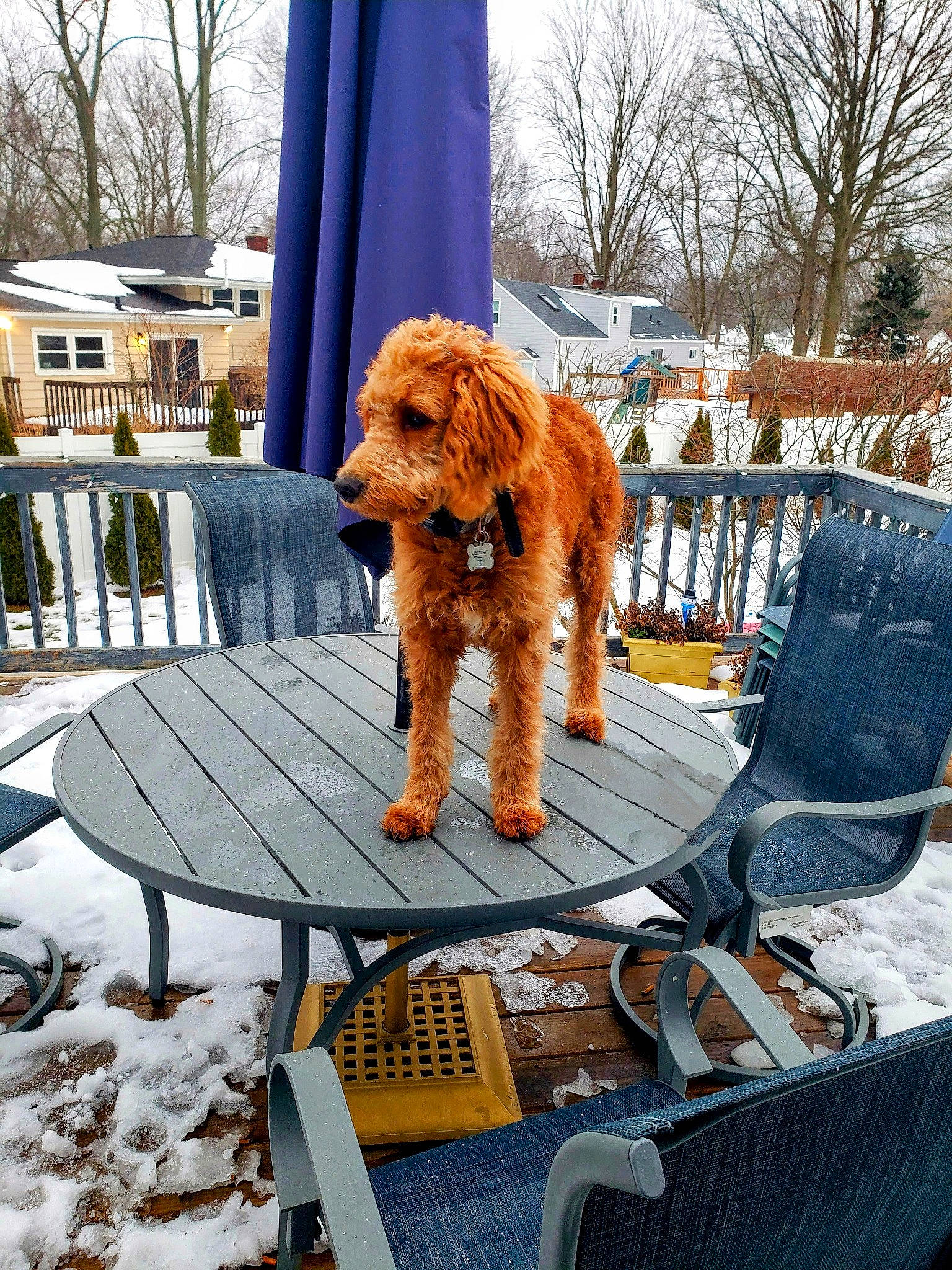 Toby is registered to the contest to win money with this photo: building, carnivore, companion_dog, dog, dog_breed, fawn, freezing, leisure, outdoor_furniture, plant, poodle, roof, sky, snow, sporting_group, table, tree, water_dog, window, wood