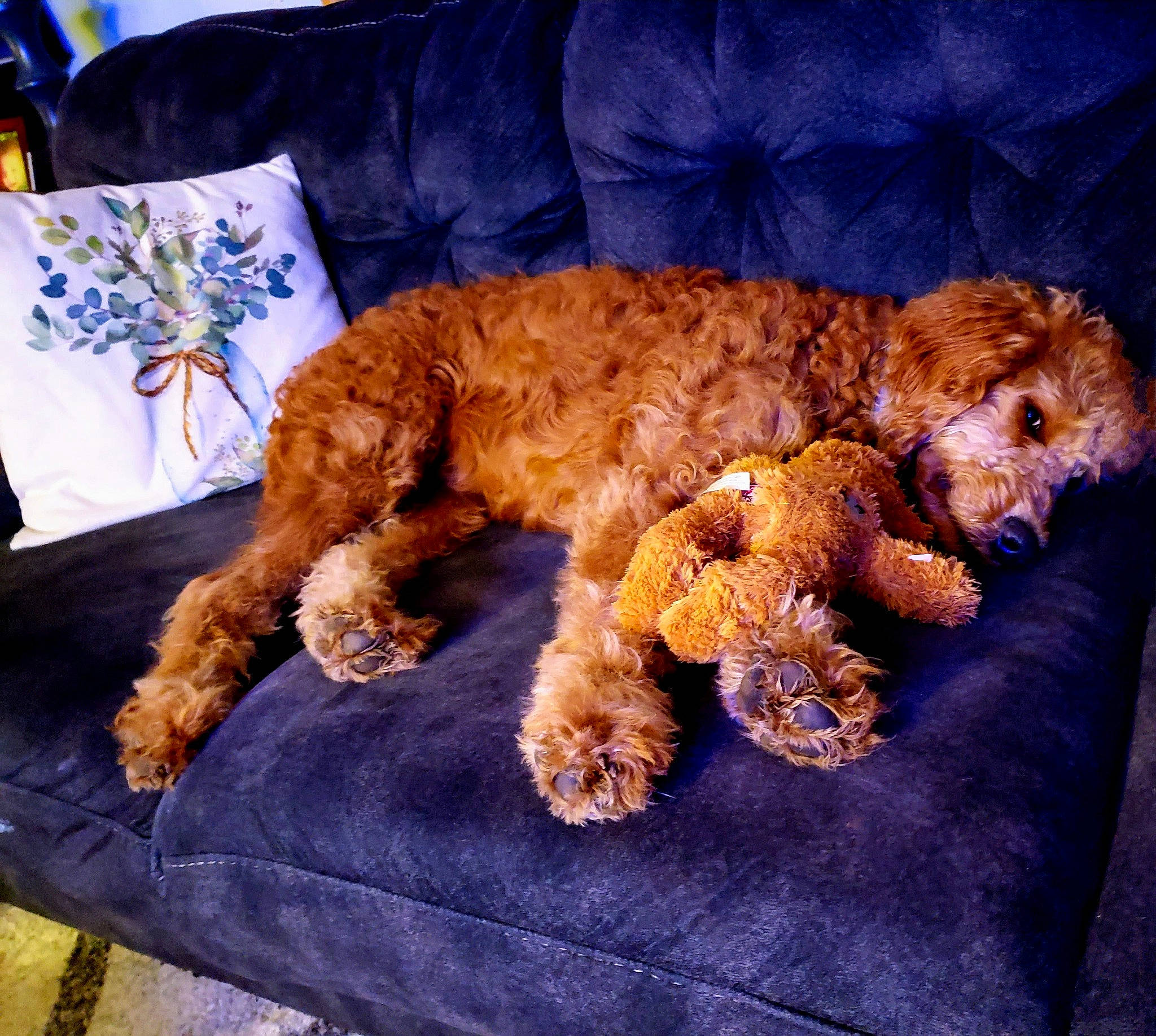 Toby joined the competition — help win amazing prizes! canidae, carnivore, comfort, companion_dog, dog, dog_breed, fawn, felidae, fur, glasses, paw, plush, sporting_group, stuffed_toy, tail, teddy_bear, terrestrial_animal, toy, water_dog, working_animal