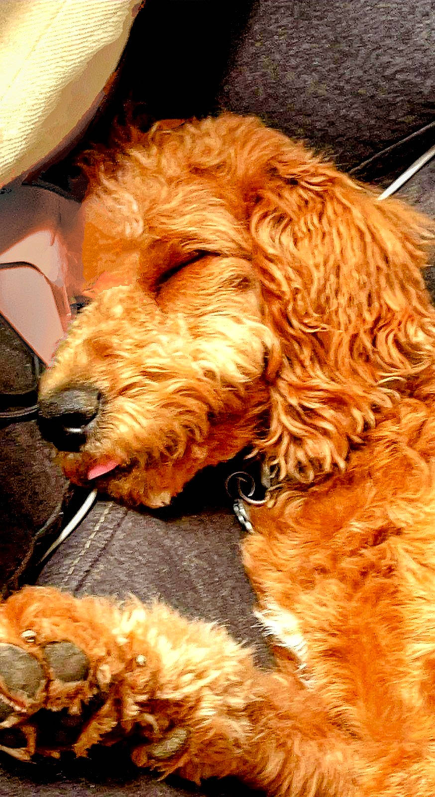 Toby is registered to the contest to win money with this photo: canidae, carnivore, companion_dog, dog, dog_breed, fawn, fur, liver, livestock, natural_material, pet_supply, snout, sporting_group, terrestrial_animal, terrier, whiskers, working_animal