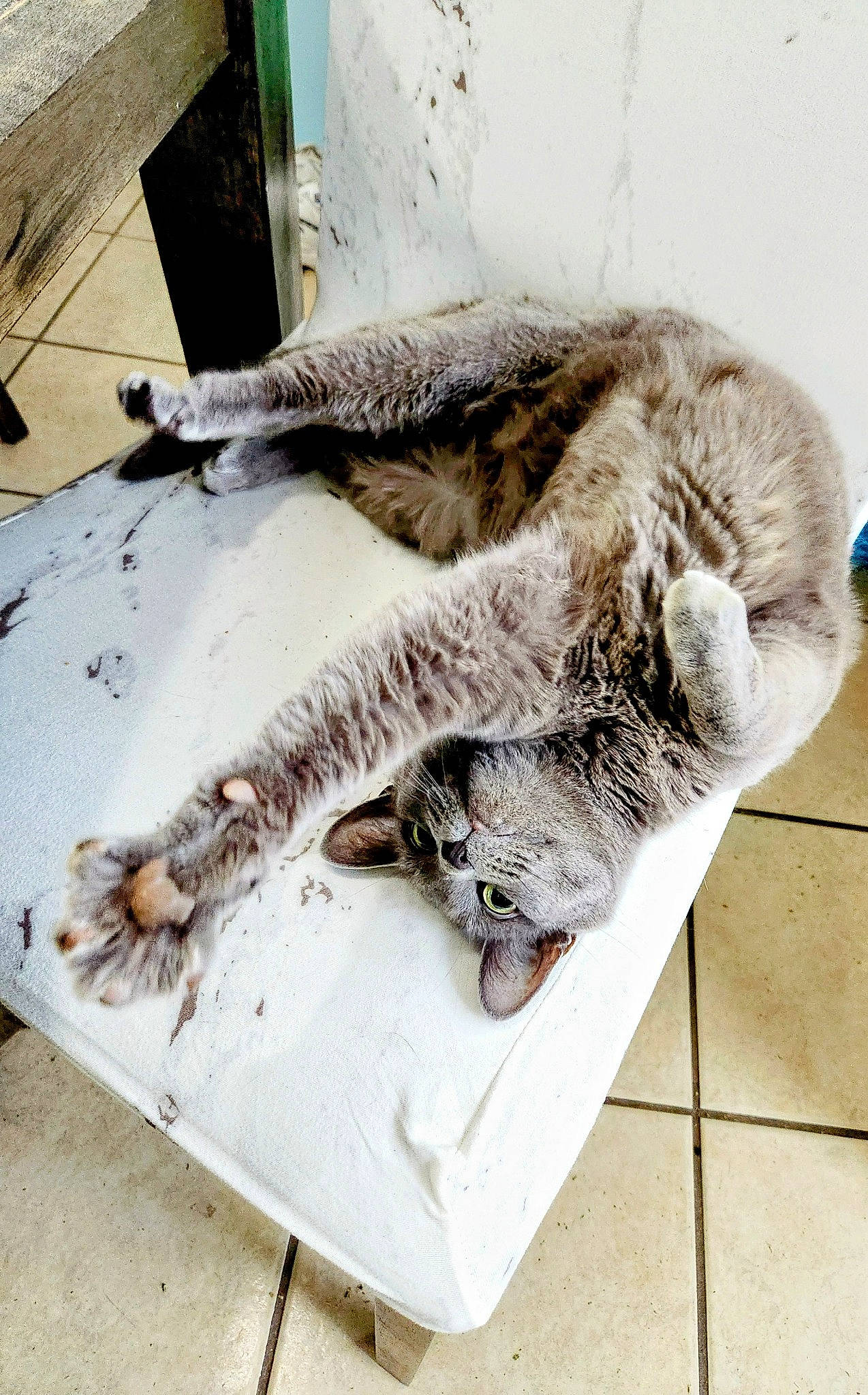 Nova is registered to the contest to win money with this photo: carnivore, cat, claw, comfort, domestic_short_haired_cat, felidae, flooring, fur, paw, small_to_medium_sized_cats, tail, vertebrate, whiskers