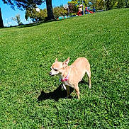 Suzyq is registered to the contest to win money with this photo: animal, basketball_hoop, blue_sky, chihuahua, collar, cute, daytime, dog, grass, green_grass, nature, outdoor, park, pet, playground, shadow, small_dog, sunny, tan_dog, trees