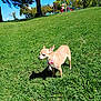 animal, basketball_hoop, blue_sky, chihuahua, collar, cute, daytime, dog, grass, green_grass, nature, outdoor, park, pet, playground, shadow, small_dog, sunny, tan_dog, trees