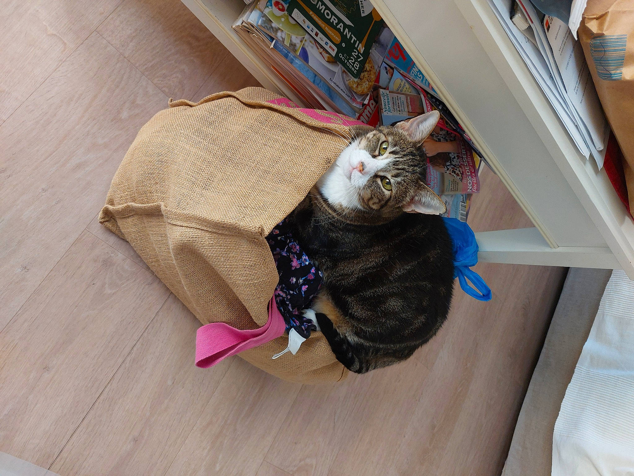 Bichette a rejoint le concours — aidez-le/la à gagner de superbes lots ! carnivore, cat, claw, comfort, domestic_short_haired_cat, fawn, felidae, flooring, fur, hardwood, room, shelf, small_to_medium_sized_cats, tail, whiskers, wood, wood_flooring