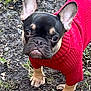 dog, french_bulldog, red_sweater, pet, outdoor, animal, cute, small_dog, fur, ears, face, paws, grass, dirt, canine, mammal, looking_up, expression, walking, nature