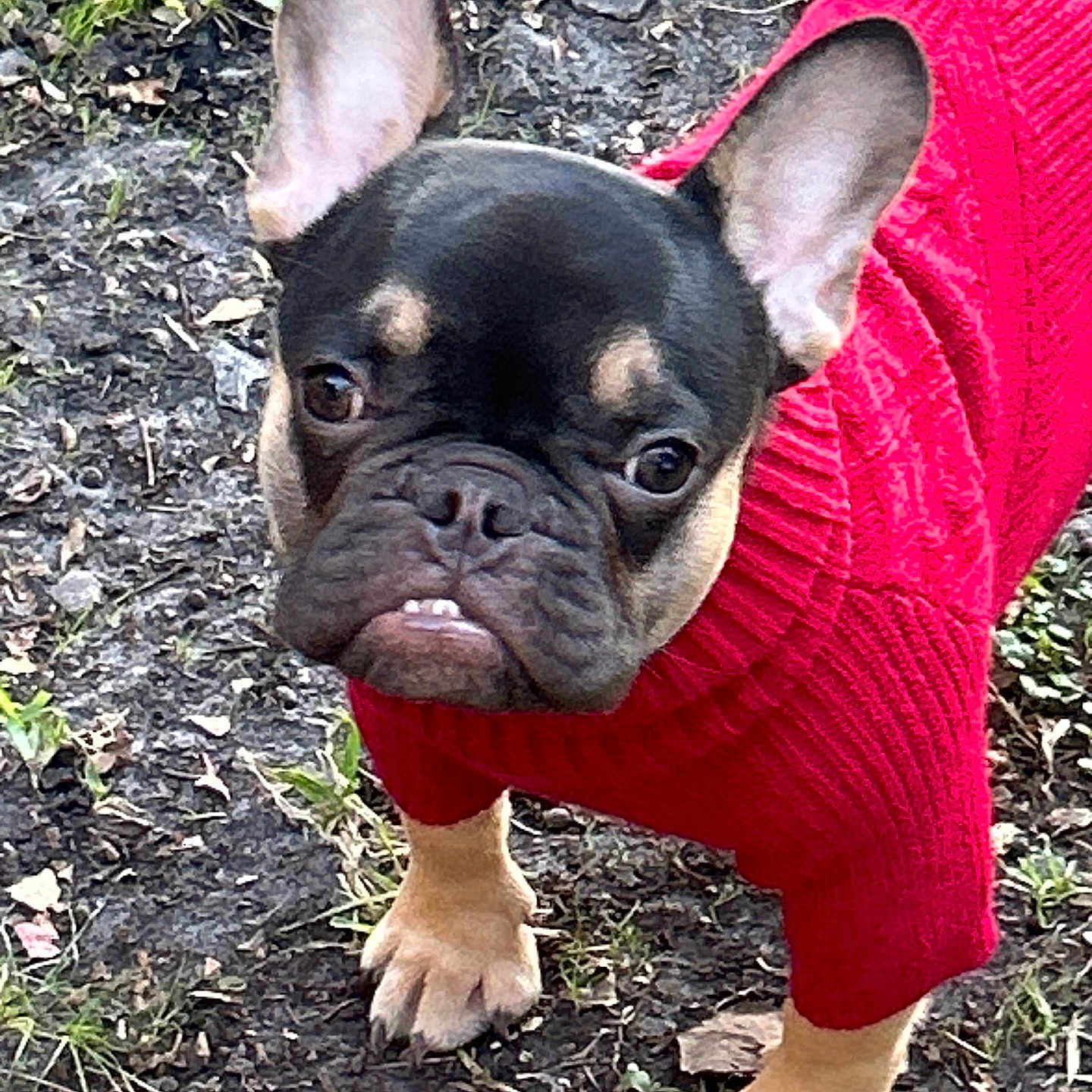 Grunt joined the competition — help win amazing prizes! animal, canine, cute, dirt, dog, ears, expression, face, french_bulldog, fur, grass, looking_up, mammal, nature, outdoor, paws, pet, red_sweater, small_dog, walking