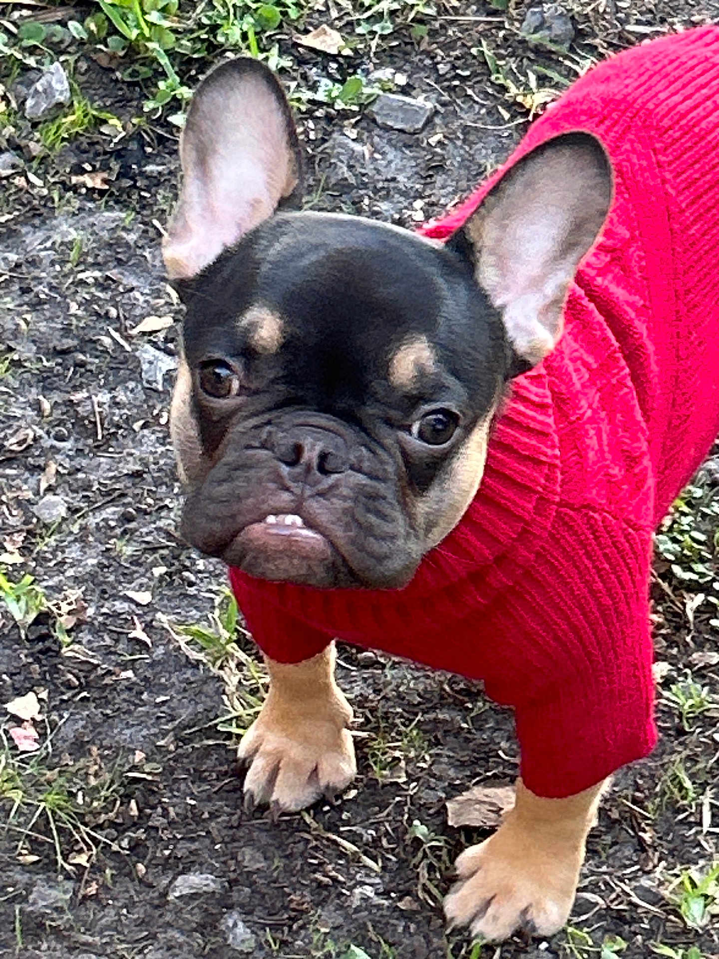 Grunt joined the competition — help win amazing prizes! dog, french_bulldog, red_sweater, pet, outdoor, animal, cute, small_dog, fur, ears, face, paws, grass, dirt, canine, mammal, looking_up, expression, walking, nature