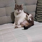 Mushu a rejoint le concours — aidez-le/la à gagner de superbes lots ! cat, feline, pet, indoor, couch, sofa, pillow, relaxed, sitting, white, gray, fur, paw, tail, home, cozy, domestic, animal, cute, portrait