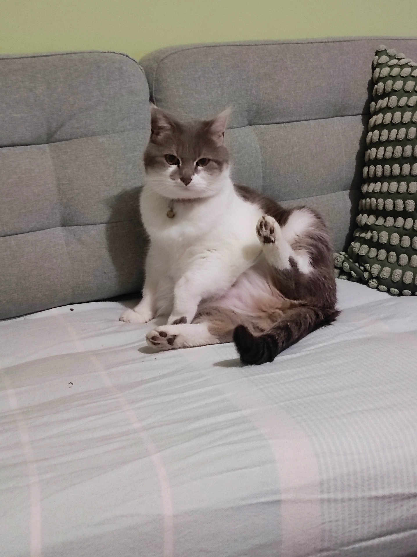 Mushu