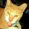 Butters is registered to the contest to win money with this photo: animal, cat, closeup, cute, domestic_cat, face, feline, fur, household, indoor, leather, mischievous, night, orange_cat, paw, pet, relaxed, tongue_out, whiskers, yellow_eyes