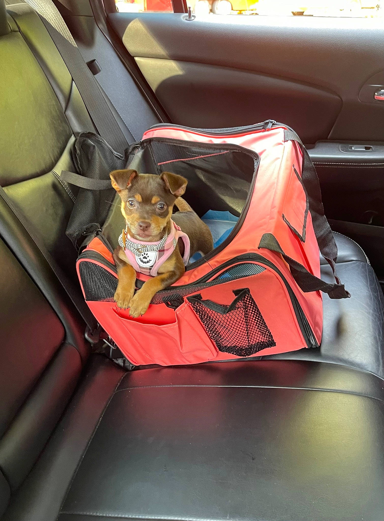 Roxy joined the competition — help win amazing prizes! auto_part, automotive_design, automotive_exterior, automotive_window_part, car, car_seat, car_seat_cover, carnivore, companion_dog, dog, dog_breed, family_car, hood, motor_vehicle, personal_luxury_car, steering_wheel, trunk, vehicle, vehicle_door, windshield
