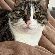 Iris participe au concours pour gagner de l'argent avec cette photo : cat, tabby, close_up, pet, feline, whiskers, pink_nose, ears, fur, blanket, cozy, indoor, relaxed, animal, cute, face, eyes, soft, comfort, resting