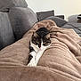 Iris participe au concours pour gagner de l'argent avec cette photo : cat, sleeping, blanket, couch, gray, furniture, indoor, pet, cozy, relaxation, fur, white, black, striped, paws, resting, comfort, home, legs, soft