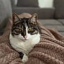 cat, tabby_cat, pet, feline, animal, indoor, blanket, cozy, soft_texture, couch, resting, relaxed, fur, whiskers, ears, green_eyes, closeup, portrait, domestic_cat, comfort