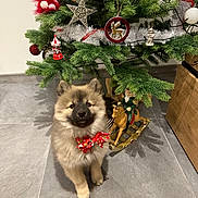 Alba a rejoint le concours — aidez-le/la à gagner de superbes lots ! animal, celebration, christmas, christmas_tree, cute, decor, dog, festive, floor, greenery, holiday_decorations, indoor, ornaments, pet, puppy, red_bow, rocking_horse, seasonal, toy, tree