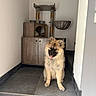 Alba participe au concours pour gagner de l'argent avec cette photo : cat, cat_tree, dog, doorway, fluffy_dog, fur, happy, home_interior, indoor, neutral_wall, paw, pet, pet_bed, portrait, puppy, sitting, stairs, tile_floor, tongue_out, wood_cabinet