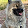 Alba a rejoint le concours — aidez-le/la à gagner de superbes lots ! dog, fluffy, outdoor, leash, happy, panting, grass, sunlight, nature, path, fur, pet, canine, animal, smiling, closeup, tongue, ears, collar, daytime