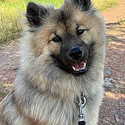Alba participe au concours pour gagner de l'argent avec cette photo : dog, fluffy, smiling, leash, outdoor, path, grass, sunlight, nature, pet, canine, happy, portrait, fur, ears, animal, closeup, friendly, daytime, walking