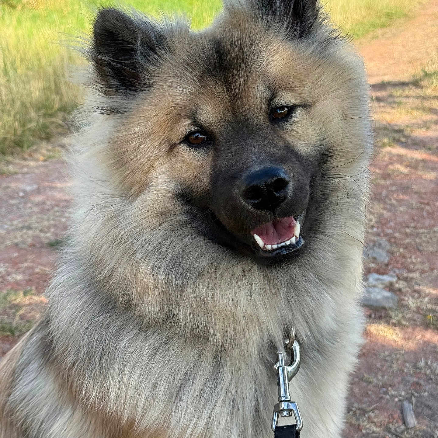 Alba participe au concours pour gagner de l'argent avec cette photo : dog, fluffy, smiling, leash, outdoor, path, grass, sunlight, nature, pet, canine, happy, portrait, fur, ears, animal, closeup, friendly, daytime, walking