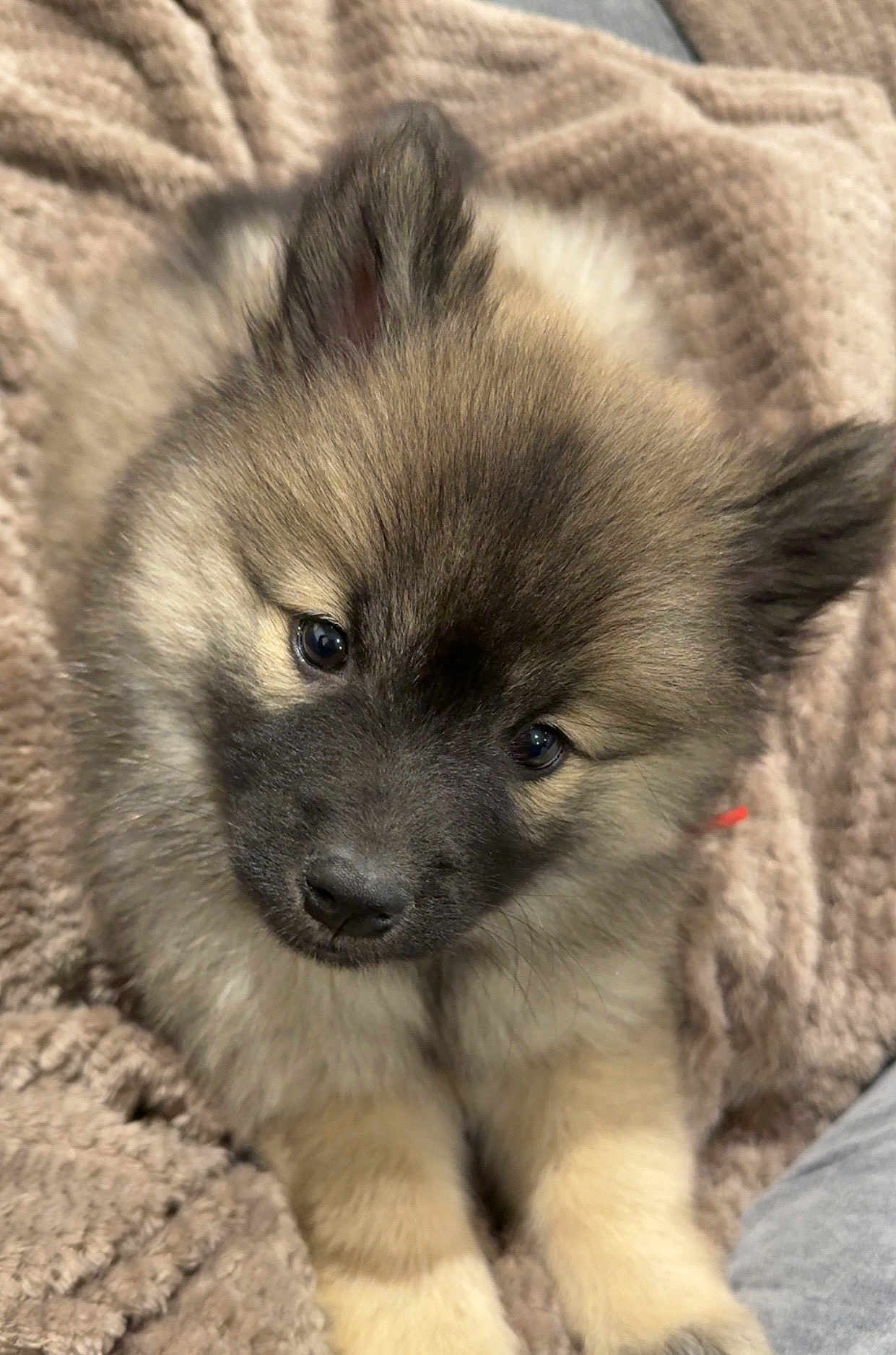 Alba a rejoint le concours — aidez-le/la à gagner de superbes lots ! puppy, dog, fluffy, cute, pet, animal, fur, brown, black, blanket, soft, cozy, closeup, young, domestic_animal, face, ears, nose, eyes, lying_down