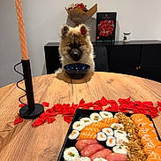 Alba participe au concours pour gagner de l'argent avec cette photo : black_tray, bouquet, bowl, cabinet, candle, candle_holder, chair, cute, dining_table, dog, food, fur, interior, puppy, rose, rose_petals, salmon, sushi, table, wood_table